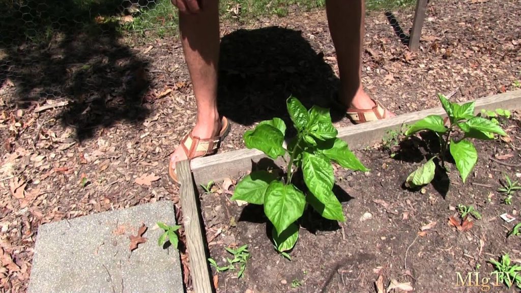 MIgardener: How Much Is 1 Inch of Water When Watering The Gardening How Much Is 1 Inch of Water When Watering The Gardening