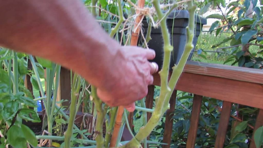 Clean Up, Spray & Feed Your Cherry Tomatoes & Extend the Season: They are Really Resilient!