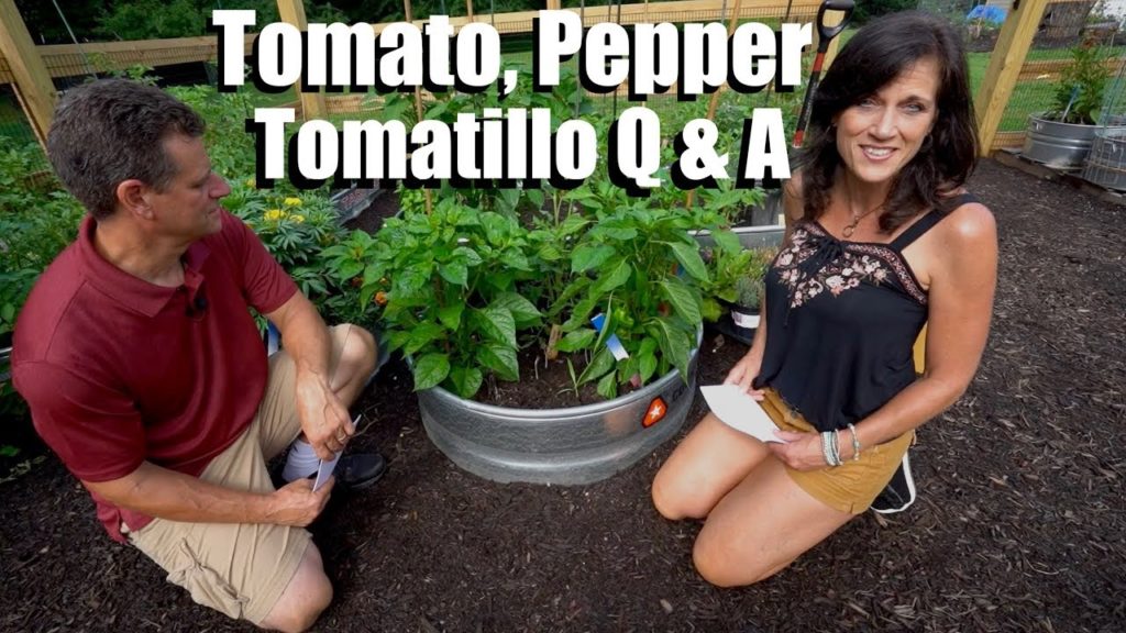CaliKim: Your Top 10 Questions on Tomatoes, Peppers & Tomatillos with CaliKim & Gary (& Bloopers) Your Top 10 Questions on Tomatoes, Peppers & Tomatillos with CaliKim & Gary (& Bloopers)