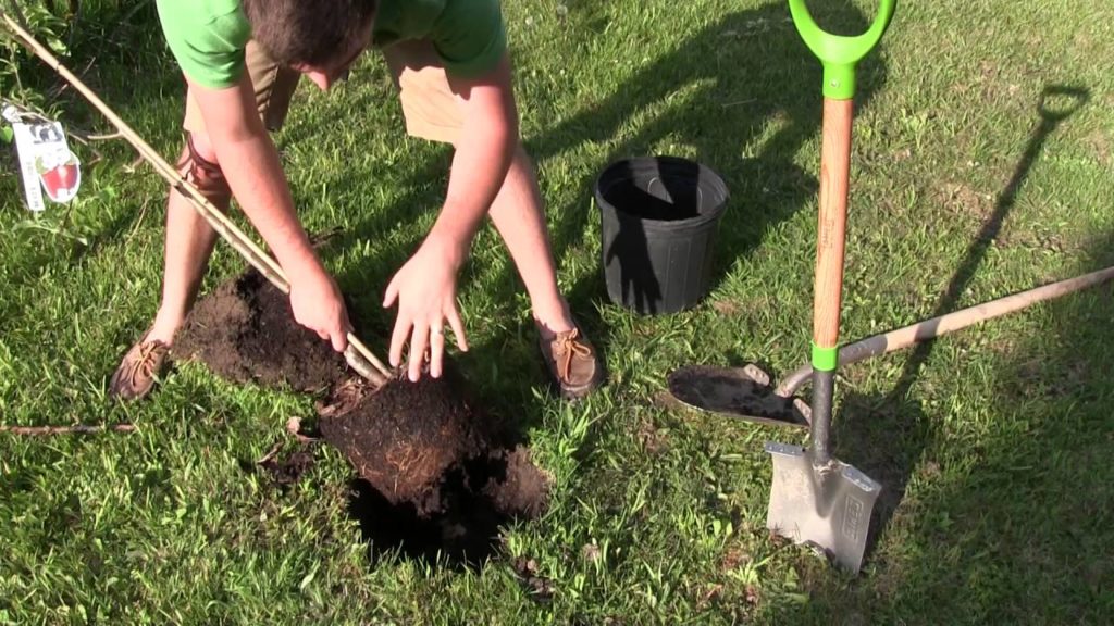 MIgardener: The Correct Way to Transplant Fruit Trees The Correct Way to Transplant Fruit Trees