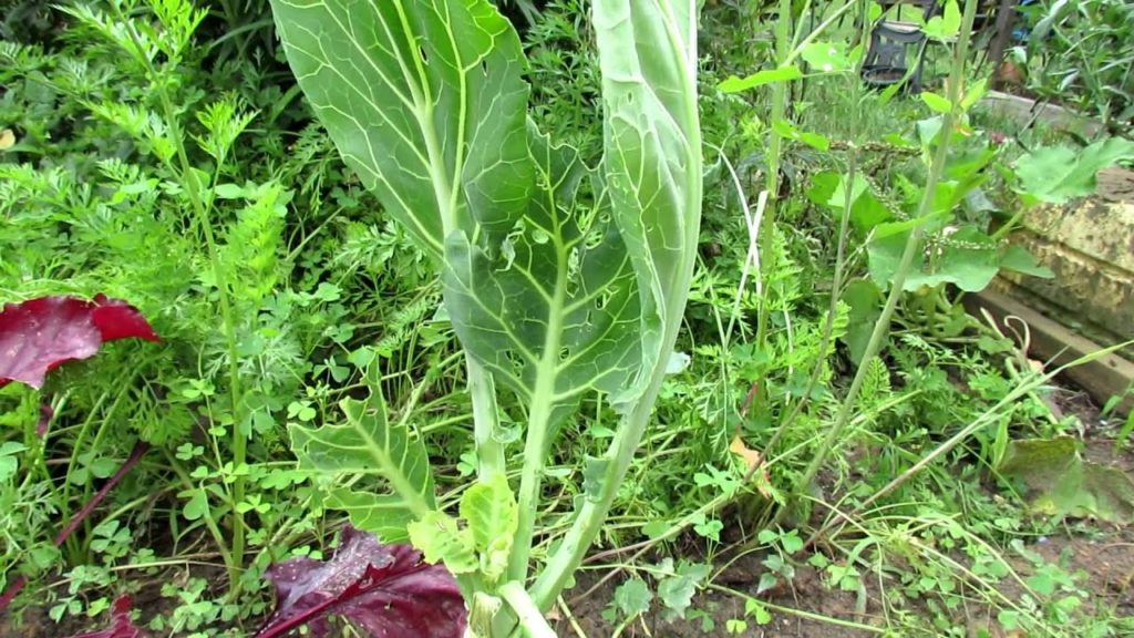 Gary Pilarchik: Kale & Collards: Cutting Back Hard for New Harvest/Crop Kale & Collards: Cutting Back Hard for New Harvest/Crop