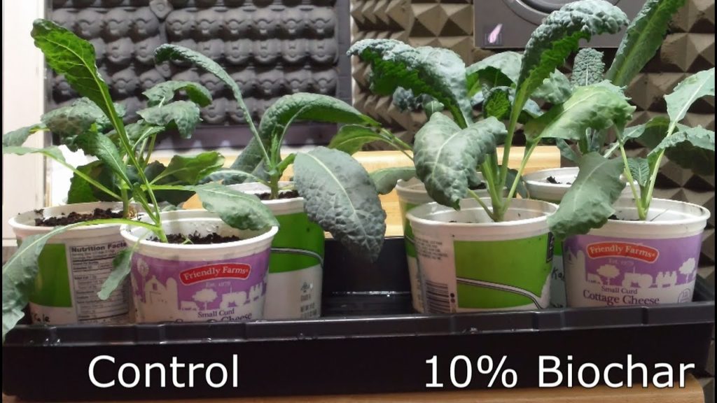 One Yard Revolution: Indoor Biochar Trial: Kale and Collard Results! Indoor Biochar Trial: Kale and Collard Results!