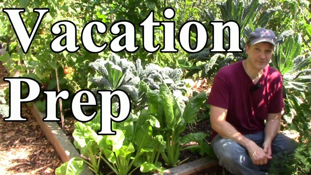 Garden Prep for My Trip to Ireland, pt. 1 - Chop n Drop, Vertical Support, Pests & Disease Control