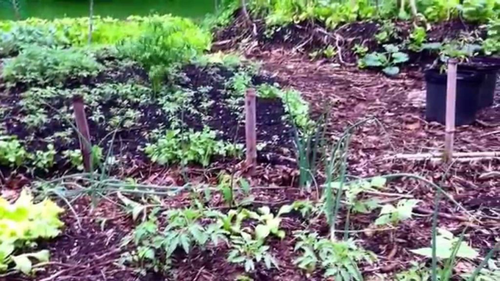 Food Forest Tour