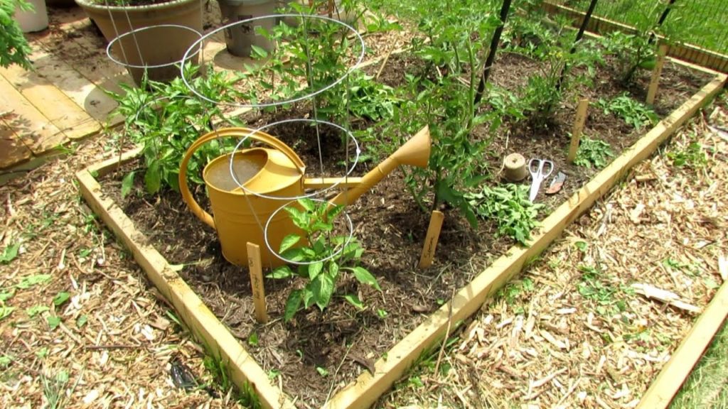 Gary Pilarchik: Tomato Plant Staking & Bottom Leaf Pruning for New Vegetable Gardeners: Why, How, Options & Examples Tomato Plant Staking & Bottom Leaf Pruning for New Vegetable Gardeners: Why, How, Options & Examples