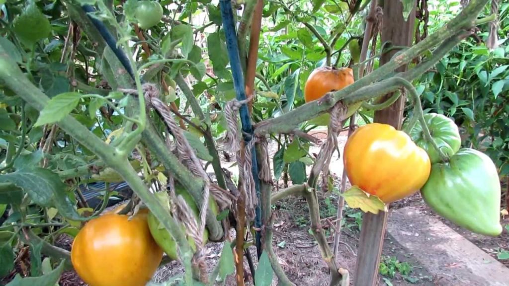 Tomato Profile: The 'Russian Oxheart 117' Heirloom Tomato