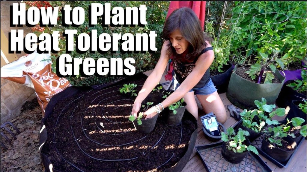 How to Plant Heat Tolerant Greens - Fresh Salads Even in the Hot Summer! 🌿🌞