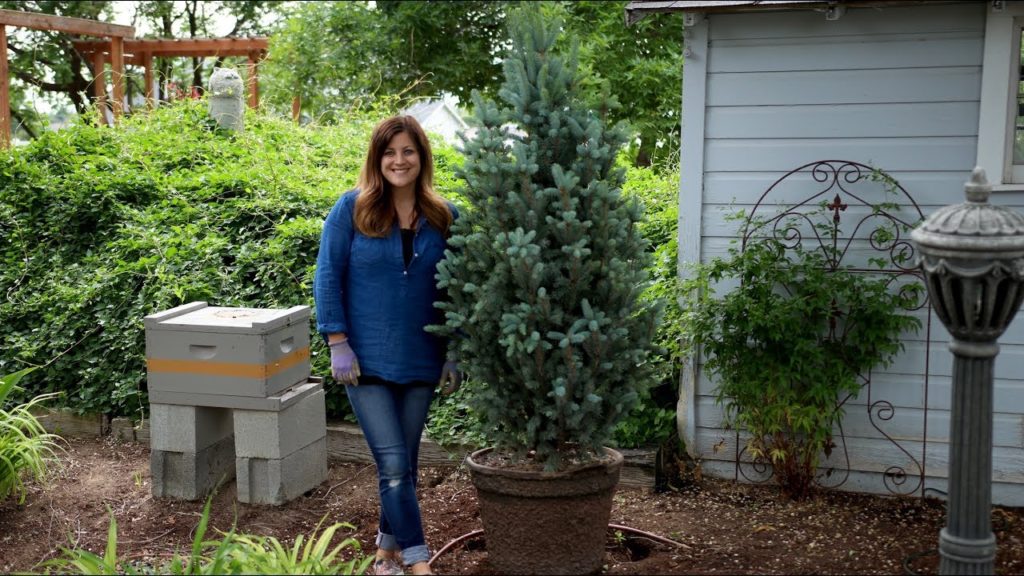 Iseli Fastigiate Blue Spruce // Garden Answer