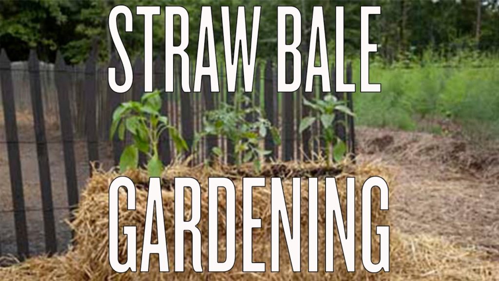 Straw Bale Gardening