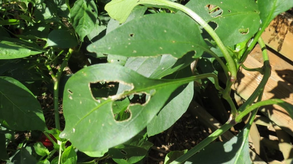 Gary Pilarchik: Identify Snail and Slug Damage on Tomatoes & Peppers: Keep a Journal, Iron Phosphate, Prevention Identify Snail and Slug Damage on Tomatoes & Peppers: Keep a Journal, Iron Phosphate, Prevention