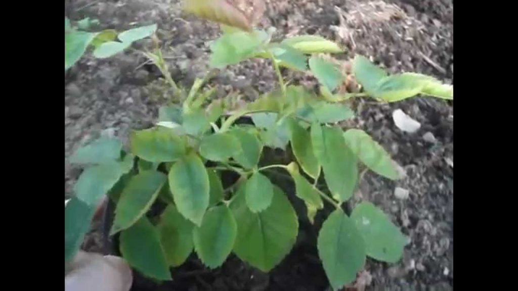 HuwsNursery theme tune