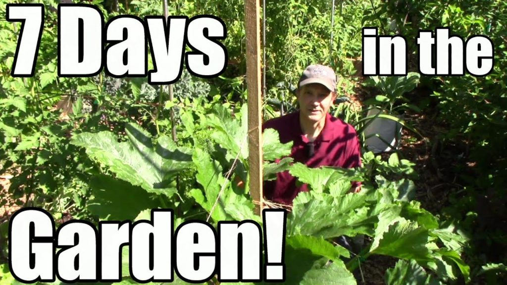 Seven Days in the Garden: Summer Edition