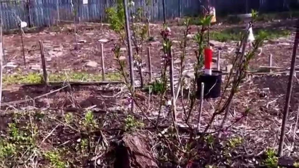 Food Forest Awakening