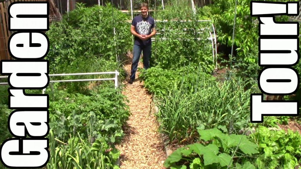 One Yard Revolution: June Garden Update: Explosive Growth, Tomato Experiments, Wasps, Squash Bugs & Bird Netting June Garden Update: Explosive Growth, Tomato Experiments, Wasps, Squash Bugs & Bird Netting
