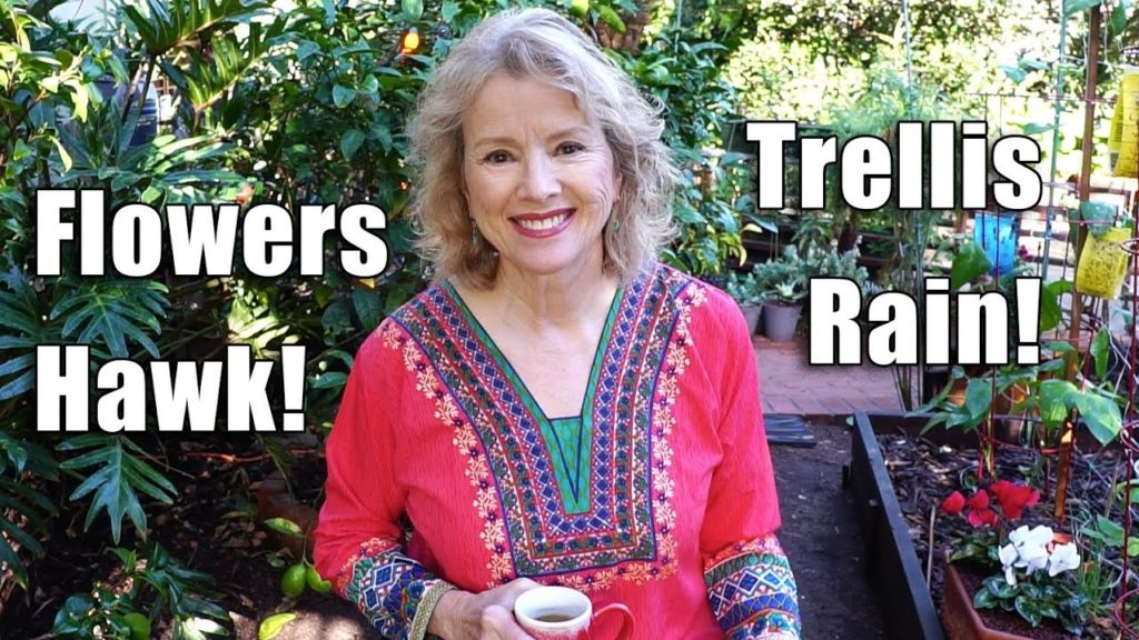 Kaye Kittrell: Garden Workday | Beautification | Flowers, Trellis, Hawk, Tankless Water Heater Garden Workday | Beautification | Flowers, Trellis, Hawk, Tankless Water Heater