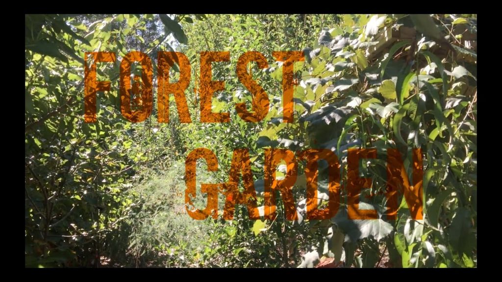Forest Garden, Part 2