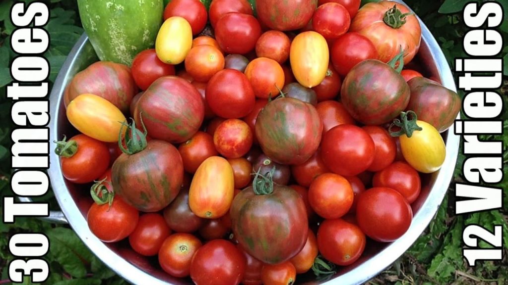30 Tomatoes (and 12 Varieties) Planted in a Small Garden!