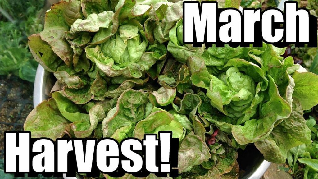 One Yard Revolution: March Vegetable Garden Harvest (Zone 5): Local Food at Its Best! March Vegetable Garden Harvest (Zone 5): Local Food at Its Best!