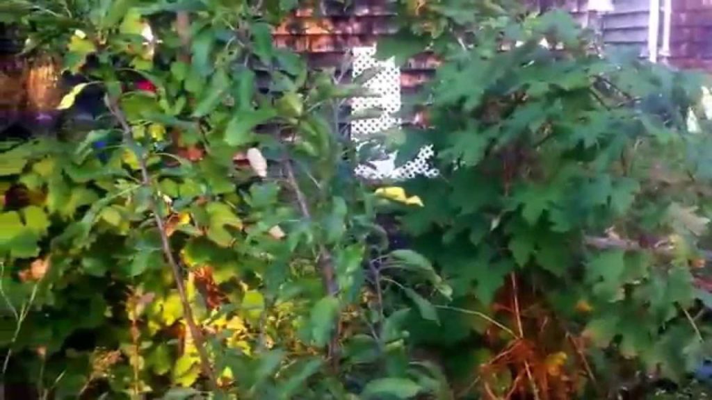 Food Forest