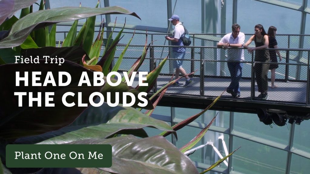 Gardens by the Bay Cloud Forest Dome Tour — 4 of 5 — Ep 101 Gardens by the Bay Cloud Forest Dome Tour — 4 of 5 — Ep 101