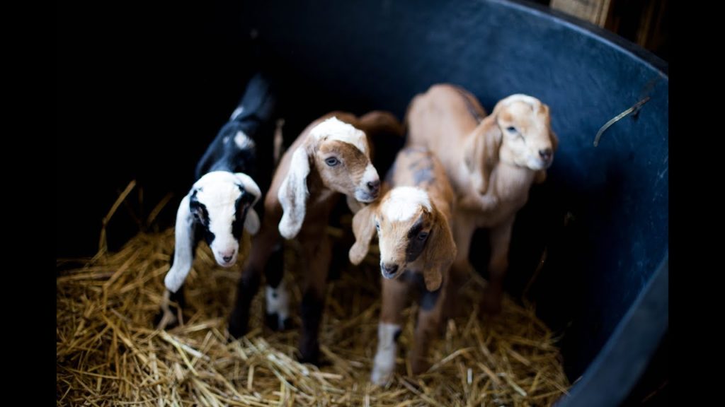 Four Kids in ONE day! ( Goat Birth)