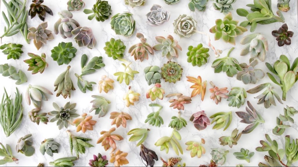 Garden Answer: Succulent Unboxing // Garden Answer Succulent Unboxing // Garden Answer