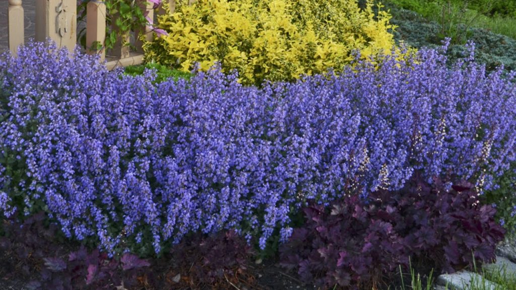 Nepeta Production Tips | Walters Gardens