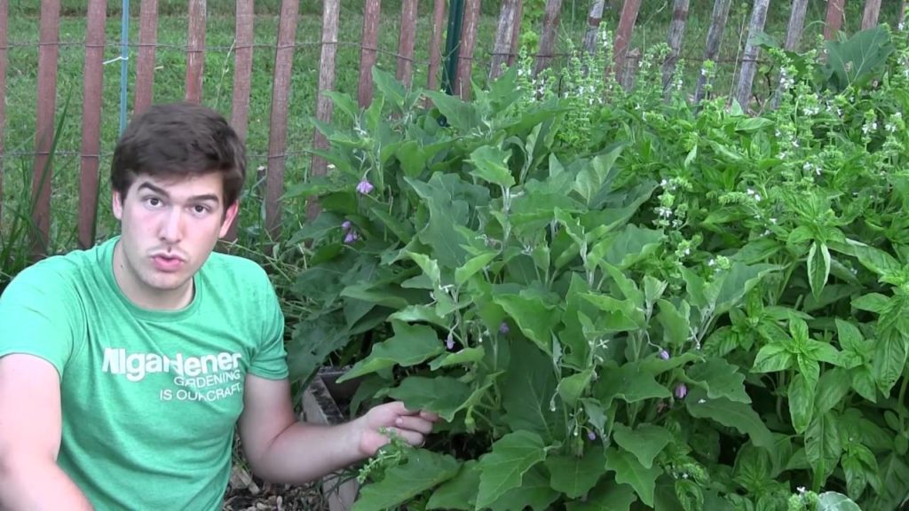 MIgardener: How to Grow Eggplants – Complete Growing Guide How to Grow Eggplants - Complete Growing Guide