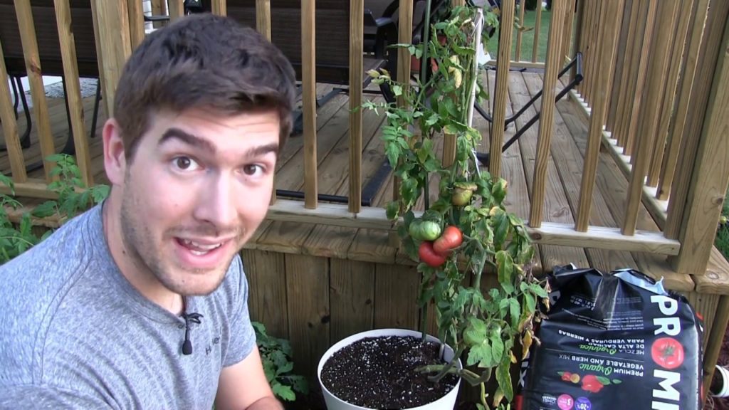 MIgardener: Giant Crimson (87 y/o) Tomato Update – Seeds, Ripe Tomatoes, & Fake Knockoffs! Giant Crimson (87 y/o) Tomato Update - Seeds, Ripe Tomatoes, & Fake Knockoffs!