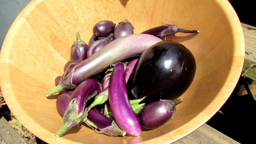 Gary Pilarchik: A Complete Guide to Growing Container Eggplant & How to Fry Your Harvest: Grow It Cook It Eat It! A Complete Guide to Growing Container Eggplant & How to Fry Your Harvest: Grow It Cook It Eat It!