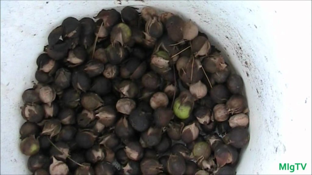 Hickory Nut 101 - Harvesting and Uses