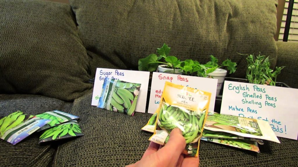 Three Types of Peas/Planting Conditions: Snow or Sugar, Snap, English or Shelling  - TRG 2015