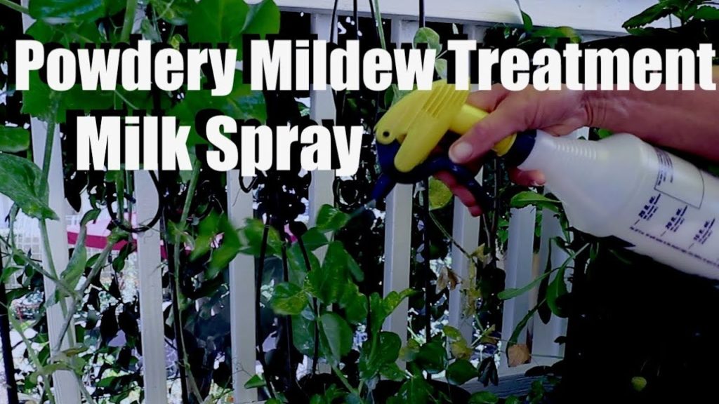 How to Treat Powdery Mildew on Peas & Other Vegetables Using Milk Spray, Saving Pea Seeds