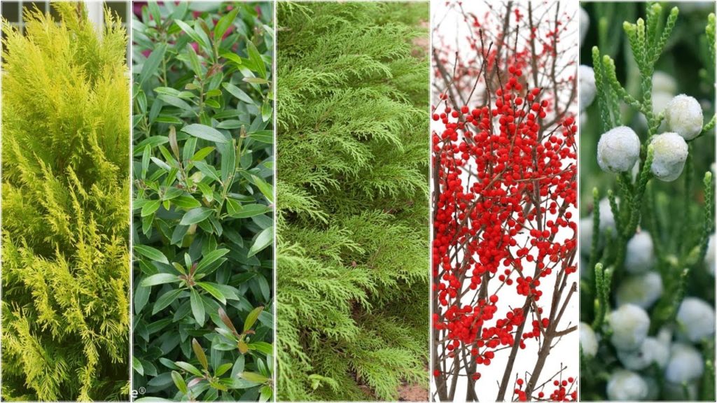 Garden Answer: Five Plants for Winter Interest! 🌲❄️// Garden Answer Five Plants for Winter Interest! 🌲❄️// Garden Answer