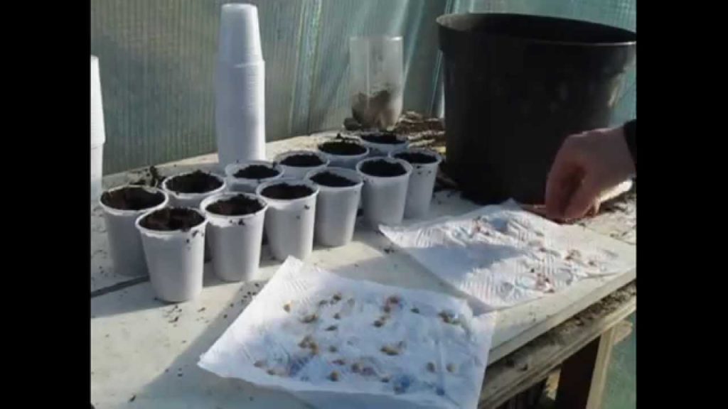 Huw Richards: The Great Lemon Investigation 1 – Germination Rates The Great Lemon Investigation 1 - Germination Rates