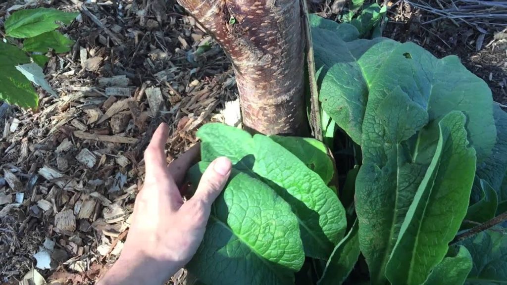 Food Forest Update