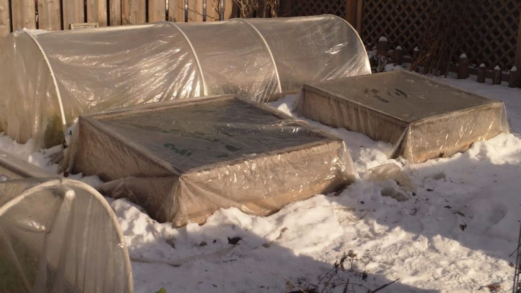 One Yard Revolution: The Best Location For a Winter Garden The Best Location For a Winter Garden