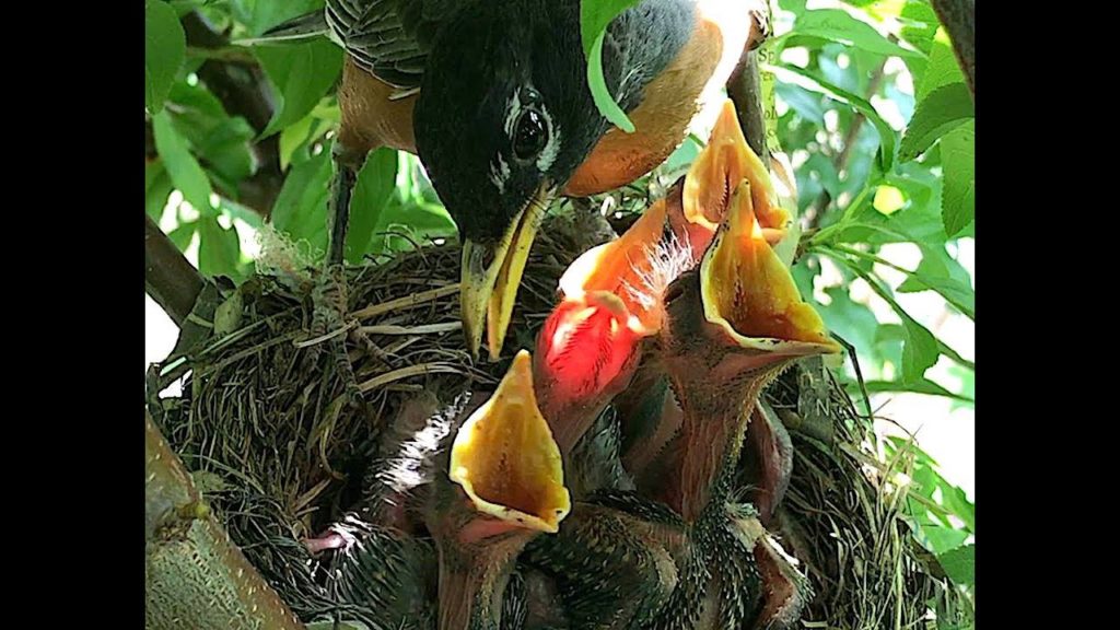 ROBINS NEST 4K! EPIC FOOTAGE!