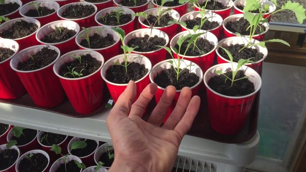 First Spring Update