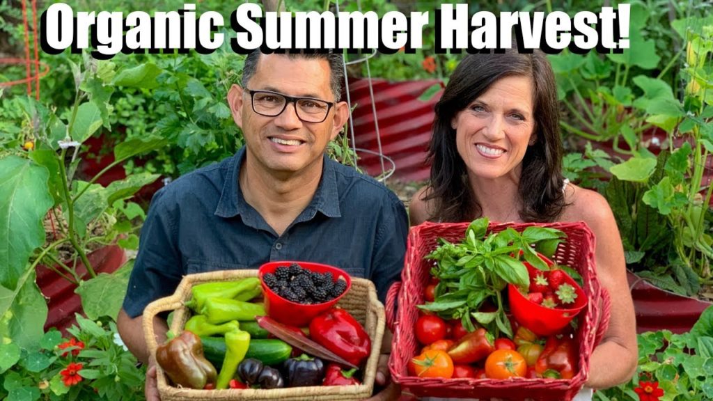 Organic Summer Harvest from the Vegetable Garden Grocery Store (& a Few Surprises!)🍓🥒🍅🍇🌶