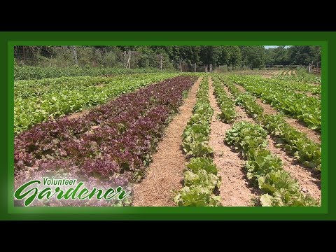 Biodynamic vs. Organic Farming Practices | Volunteer Gardener Biodynamic vs. Organic Farming Practices | Volunteer Gardener