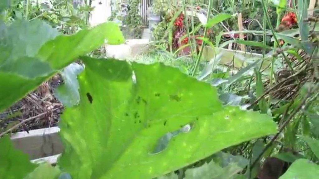 Gary Pilarchik: Identifying Squash Bug Eggs, Baby Squash Bugs & Powdery Mildew on Squash – TRG 2014 Identifying Squash Bug Eggs, Baby Squash Bugs & Powdery Mildew on Squash - TRG 2014