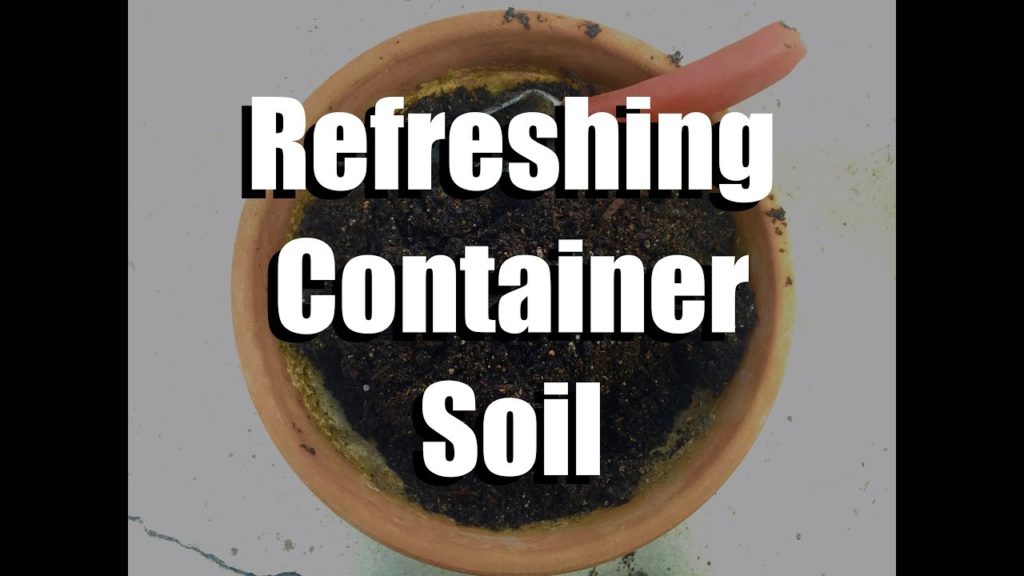 How to Refresh and Re-use Container Soil with Two Simple Ingredients