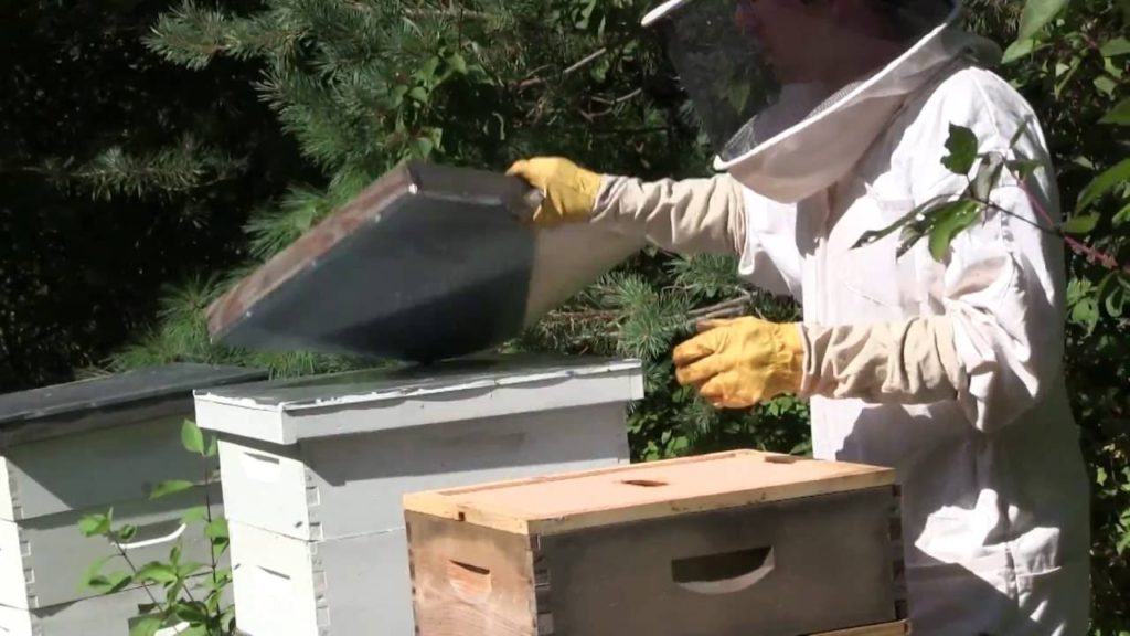 MIgardener: Quick Update on The Bees & A Small Honey Harvest! Quick Update on The Bees & A Small Honey Harvest!