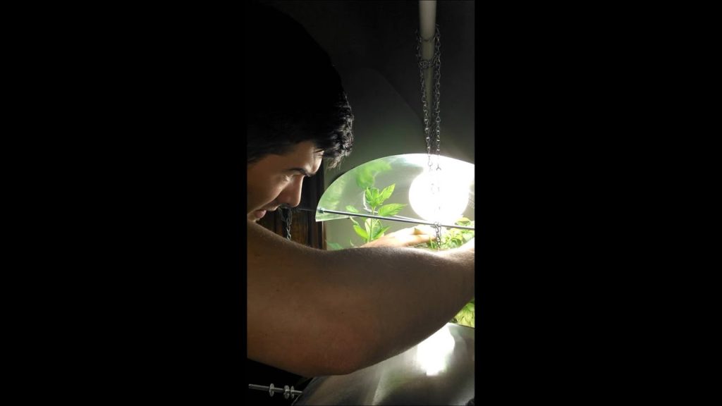 MIgardener: Week 20 Aquaponic Update 100th Harvest Week 20 Aquaponic Update 100th Harvest