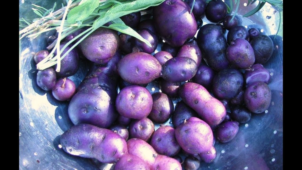 One Yard Revolution: Change The World By Promoting Food Biodiversity Change The World By Promoting Food Biodiversity