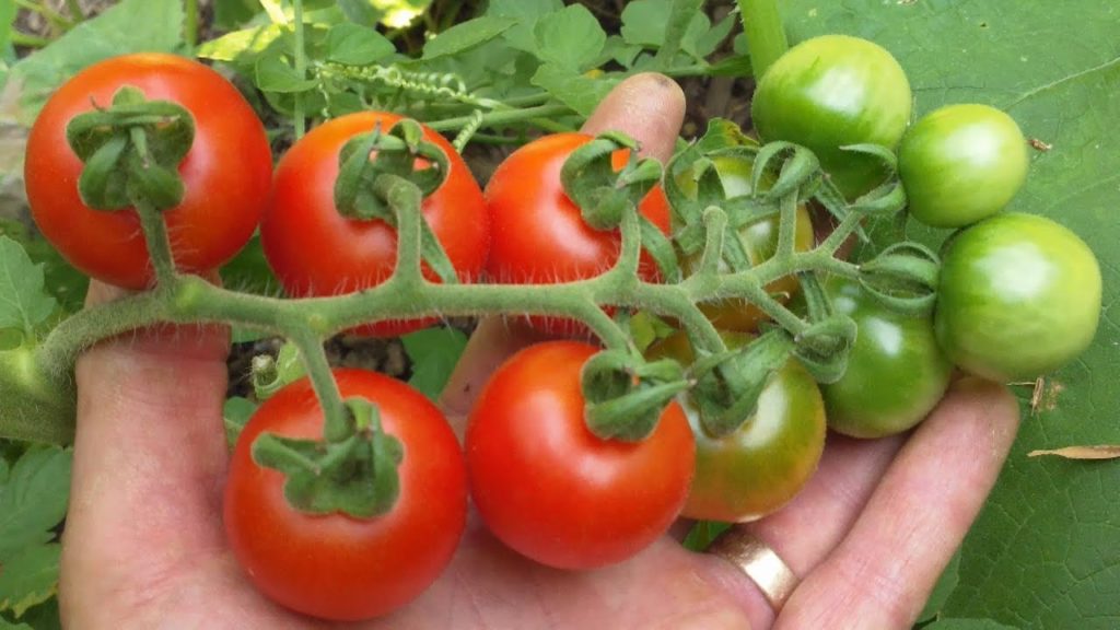 Yay! Summer Crops!