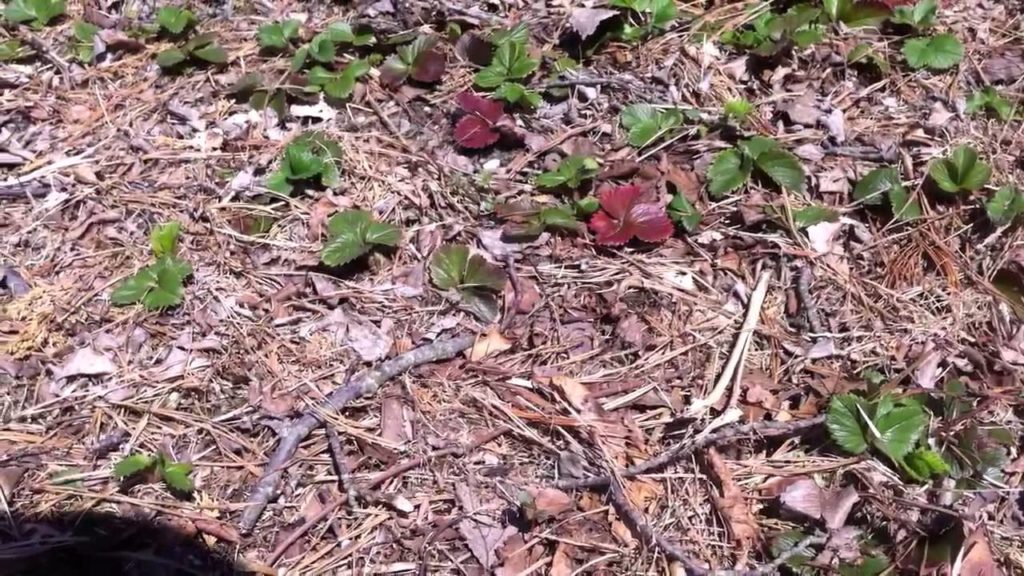 The importance of edging and the abundance it creates, and finding pear tree seedlings