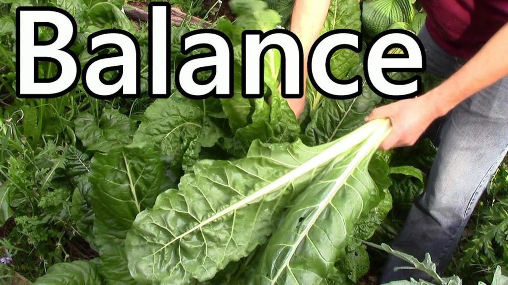 One Yard Revolution: How We Garden: It's all about balance How We Garden: It's all about balance