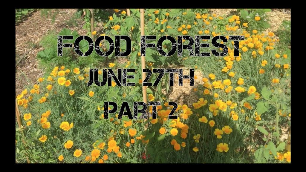 Food Forest, June 27th Part 2
